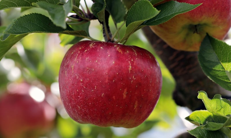 Fresh apple
